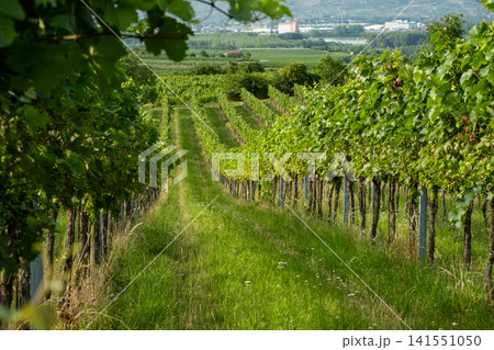 Organic grape vines growing in neat rows on a sunny winery farm Organic grape vines growing in neat rows on a sunny winery farm 141551050