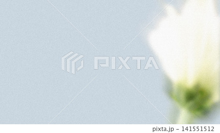 Minimalist white flower bud is being shown at right on pale blue textured backdrop, copy space Minimalist white flower bud is being shown at right on pale blue textured backdrop, copy space 141551512