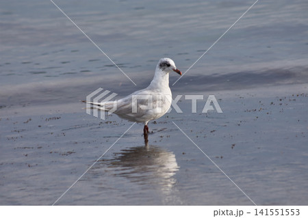 A juvenile black-headed gull rests on the shore of Ladeira beach, Baiona. A juvenile black-headed gull rests on the shore of Ladeira beach, Baiona. 141551553