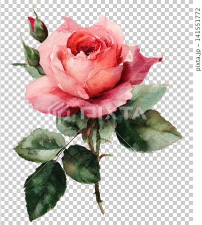 rose rose 141551772