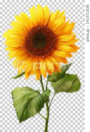 sun flower 141551836