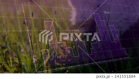 Displaying low-angle green grass with dead leaves and dew, showing purple histogram overlay 141551884