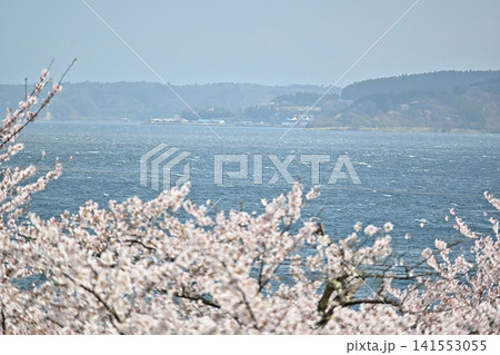 能登鹿島駅から見た桜と日本海 141553055