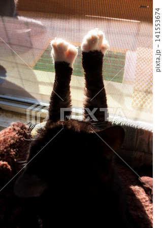 Playful black cat paws with white toes climbing and stretching against a sunny window mosquito net, capture of a funny pet silhouette and feline behavior indoors Playful black cat paws with white toes climbing and stretching against a sunny window mosquito net, capture of a funny pet silhouette and feline behavior indoors 141553674