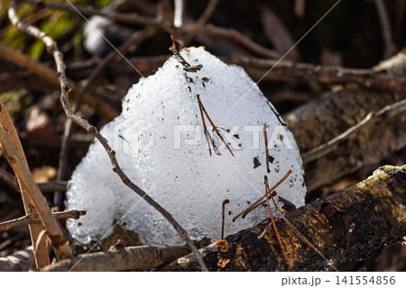 Shimmering chunk of melting snow gleams on the forest floor, tiny ice crystals catching golden sunlight. A vivid sign of early spring thaw breaking through Shimmering chunk of melting snow gleams on the forest floor, tiny ice crystals catching golden sunlight. A vivid sign of early spring thaw breaking through 141554856