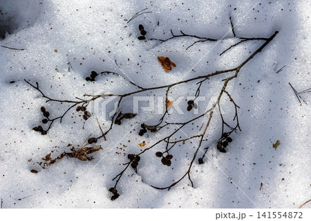 Intricate texture of sparkling melting snow, adorned with dormant branches and scattered natural debris. Early spring's crisp thaw Intricate texture of sparkling melting snow, adorned with dormant branches and scattered natural debris. Early spring's crisp thaw 141554872