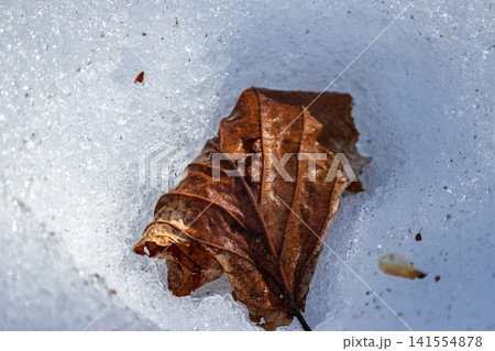 A lone brown leaf bravely emerges from sparkling melting snow, a poignant symbol of winter's thaw and the fresh promise of early spring A lone brown leaf bravely emerges from sparkling melting snow, a poignant symbol of winter's thaw and the fresh promise of early spring 141554878
