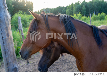 Close-up brown horse grooming another horse in outdoor pasture at golden hour, soft muzzle contact, flowing mane, gentle affection, green grass, wooden fence post 141554944