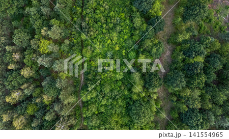 Dense green forest canopy from aerial viewpoint with winding dirt paths, sunlit foliage texture, mixed tree growth, and natural wilderness landscape, with forest, aerial, drone, canopy detail 141554965