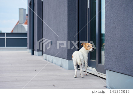 Jack Russell Terrier waiting at patio door Jack Russell Terrier waiting at patio door 141555013