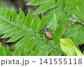 オキナワシロスジコガネ 141555118