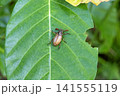 オキナワシロスジコガネ 141555119