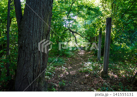 Narrow dirt path winding beside a row of weathered concrete fence posts within a dense green forest, illuminated by sunlight filtering through the vibrant summer tree canopy Narrow dirt path winding beside a row of weathered concrete fence posts within a dense green forest, illuminated by sunlight filtering through the vibrant summer tree canopy 141555131