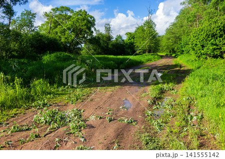 Muddy dirt trail winding through lush green summer foliage with scattered fallen tree branches and refreshing puddles under a bright blue sky on a sunny day in the countryside 141555142
