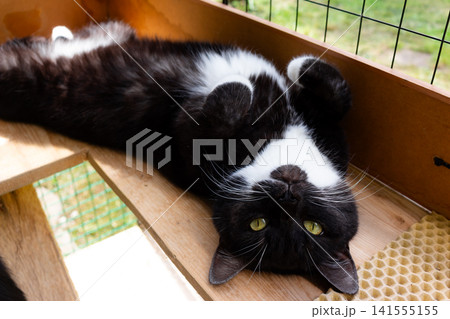 Adorable black and white cat girl relaxing on her back at a wooden catio during a warm sunny day, showing off her fluffy belly and contented expression Adorable black and white cat girl relaxing on her back at a wooden catio during a warm sunny day, showing off her fluffy belly and contented expression 141555155