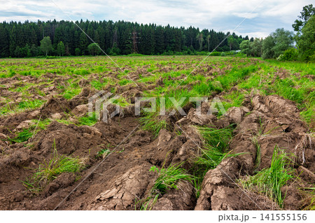 Heavy moldboard plowing turns over wild grassy soil in a rural landscape, preparing overgrown earth for future planting, rustic farmland rejuvenation under a cloudy summer sky Heavy moldboard plowing turns over wild grassy soil in a rural landscape, preparing overgrown earth for future planting, rustic farmland rejuvenation under a cloudy summer sky 141555156