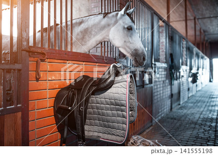 black leather saddle with waltrap hanging on wooden wall by white horse at stable or barn, professional equestrian horse riding equipment in stall black leather saddle with waltrap hanging on wooden wall by white horse at stable or barn, professional equestrian horse riding equipment in stall 141555198