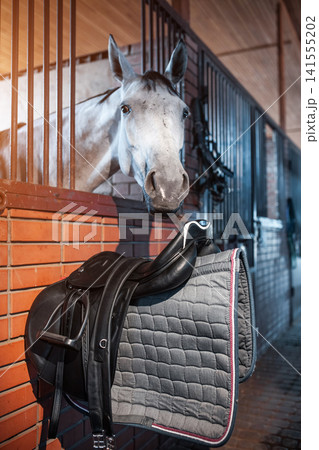black leather saddle with waltrap hanging on wooden wall by white horse at stable or barn, professional equestrian horse riding equipment in stall black leather saddle with waltrap hanging on wooden wall by white horse at stable or barn, professional equestrian horse riding equipment in stall 141555202