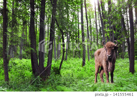 Picturesque landscape - european bison in forest. A young male zubr with rays of sunlight, Belovezhskaya Pushcha Nature Reserve. Wild auroch in woodland in national park Bialowieza Forest, Europe Picturesque landscape - european bison in forest. A young male zubr with rays of sunlight, Belovezhskaya Pushcha Nature Reserve. Wild auroch in woodland in national park Bialowieza Forest, Europe 141555461