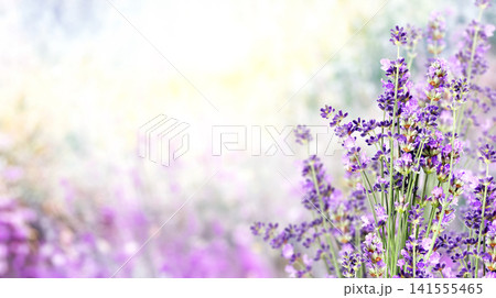 Purple lavender flowers on sunny beautiful nature spring background. Summer scene with fresh lavandula flower. Blooming lavender field. A field of lavender in full bloom. Picturesque summer nature Purple lavender flowers on sunny beautiful nature spring background. Summer scene with fresh lavandula flower. Blooming lavender field. A field of lavender in full bloom. Picturesque summer nature 141555465