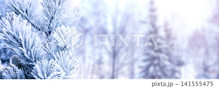 Horizontal Christmas background with pine branch, covered with frost. Holiday winter banner with frozen branches of fir tree. Festive banner featuring a frosted fir branch at abstract glitter lights Horizontal Christmas background with pine branch, covered with frost. Holiday winter banner with frozen branches of fir tree. Festive banner featuring a frosted fir branch at abstract glitter lights 141555475