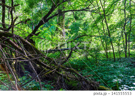 Lush green summer forest with a massive fallen old tree trunk covered in moss and twisted branches amidst dense foliage and wild overgrown vegetation in a natural woodland area Lush green summer forest with a massive fallen old tree trunk covered in moss and twisted branches amidst dense foliage and wild overgrown vegetation in a natural woodland area 141555553