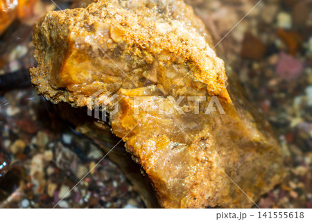 Golden chalcedony specimen with translucent layers submerged in a shallow mountain stream, highlighting natural quartz texture and raw mineral beauty found in riverbed sediment 141555618