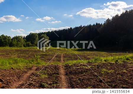Plowed agricultural field with deep tire tracks leading toward a dense green forest edge under a bright blue summer sky with soft white clouds on a sunny day 141555634