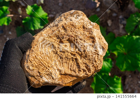 Detailed close-up of a prehistoric Chaetetes sponge fossil preserved in flint, held in a gloved hand against a natural earthy background with green foliage, geological find from Russia Detailed close-up of a prehistoric Chaetetes sponge fossil preserved in flint, held in a gloved hand against a natural earthy background with green foliage, geological find from Russia 141555664