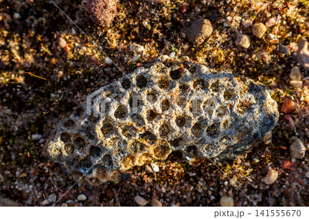 Ancient fossilized colonial coral with hexagonal pattern found in a rocky quarry, detailed texture of a prehistoric marine organism preserved in stone on the sandy ground at sunset Ancient fossilized colonial coral with hexagonal pattern found in a rocky quarry, detailed texture of a prehistoric marine organism preserved in stone on the sandy ground at sunset 141555670