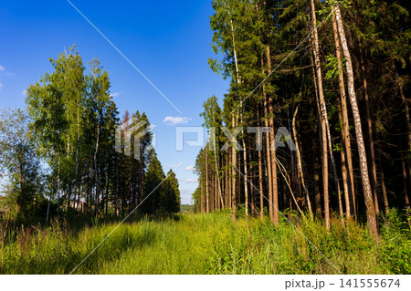 Narrow forest glade surrounded by lush towering pine and birch trees on a sunny summer day with vibrant green grass under a clear blue sky, scenic nature landscape Narrow forest glade surrounded by lush towering pine and birch trees on a sunny summer day with vibrant green grass under a clear blue sky, scenic nature landscape 141555674