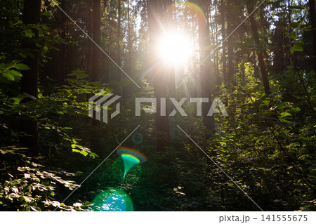 Golden sun rays piercing through dense forest canopy during late afternoon, creating vibrant lens flares and illuminating fresh lush green foliage in a tranquil woodland atmosphere Golden sun rays piercing through dense forest canopy during late afternoon, creating vibrant lens flares and illuminating fresh lush green foliage in a tranquil woodland atmosphere 141555675
