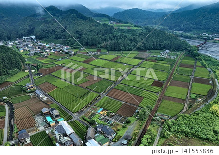 静岡県島田市の茶畑と赤い橋を捉えた早朝の空撮写真 141555836