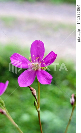 3時に咲く三時草 3時に咲く三時草 141555864