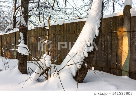 Thick snow blankets tree trunks and small branches against a weathered wooden fence bathed in warm evening sunlight, creating a frosty yet cozy winter scene Thick snow blankets tree trunks and small branches against a weathered wooden fence bathed in warm evening sunlight, creating a frosty yet cozy winter scene 141555903