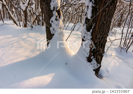 Two snow-laden tree trunks framed by deep winter snow bathed in the warm glow of the setting sun light Two snow-laden tree trunks framed by deep winter snow bathed in the warm glow of the setting sun light 141555907