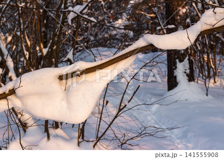 Thick white snow dramatically drapes a dark tree branch against a backdrop of a winter forest at sunset 141555908