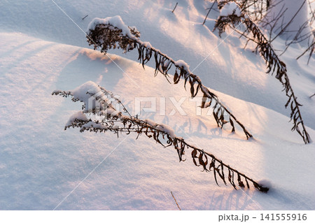 Golden hour sunlight illuminates dry winter weeds heavily blanketed in pristine, sparkling snow. A tranquil, frosty scene capturing nature's quiet beauty Golden hour sunlight illuminates dry winter weeds heavily blanketed in pristine, sparkling snow. A tranquil, frosty scene capturing nature's quiet beauty 141555916