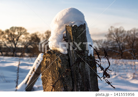 Snow-capped old fence post with rusty barbed wire, a poignant symbol of harsh northern winters and forgotten pasts in a desolate landscape 141555956