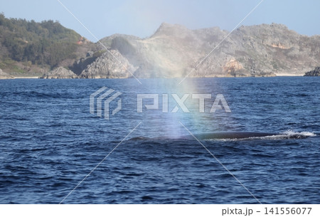 ザトウクジラのレインボーブロー 141556077