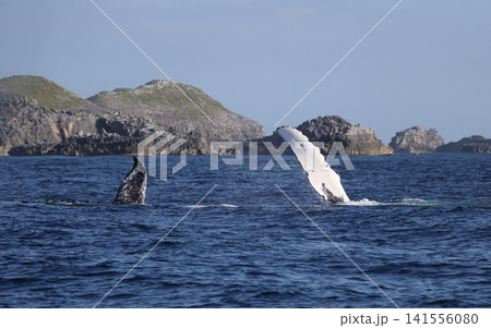 ペックスラップするザトウクジラ 141556080