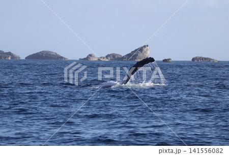ペックスラップするザトウクジラ 141556082