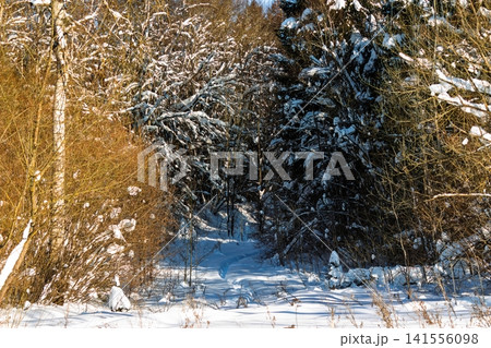 Crisp winter scene, bright sunlit dry brush flanks a deep snowy path winding into dark woods Crisp winter scene, bright sunlit dry brush flanks a deep snowy path winding into dark woods 141556098