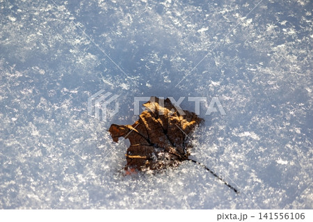 Dried autumn leaf, intricately textured, gently resting on sparkling fresh snow. A serene, crisp winter scene, showcasing nature's quiet beauty Dried autumn leaf, intricately textured, gently resting on sparkling fresh snow. A serene, crisp winter scene, showcasing nature's quiet beauty 141556106