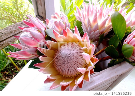 キングプロテアの花 141556239