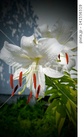 百花の女王 百花の女王 141556319