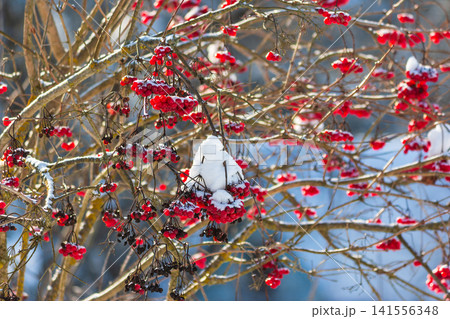 Striking red viburnum berries, adorned with glistening snow, offer a vivid splash of color on wintry branches. Sunny day highlights nature's enduring beauty Striking red viburnum berries, adorned with glistening snow, offer a vivid splash of color on wintry branches. Sunny day highlights nature's enduring beauty 141556348