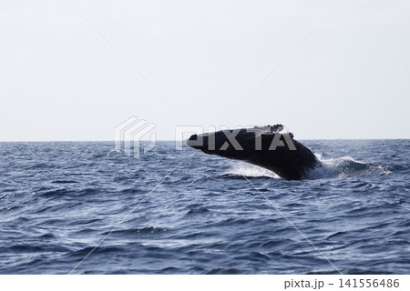 ブリーチングするザトウクジラ ブリーチングするザトウクジラ 141556486
