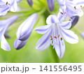 薄紫色のアガパンサスの花 141556495