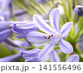 薄紫色のアガパンサスの花 141556496